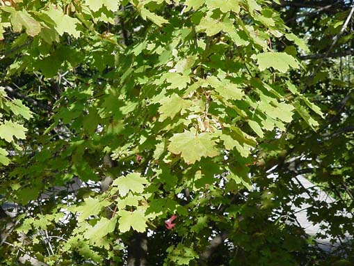 افرای چناری